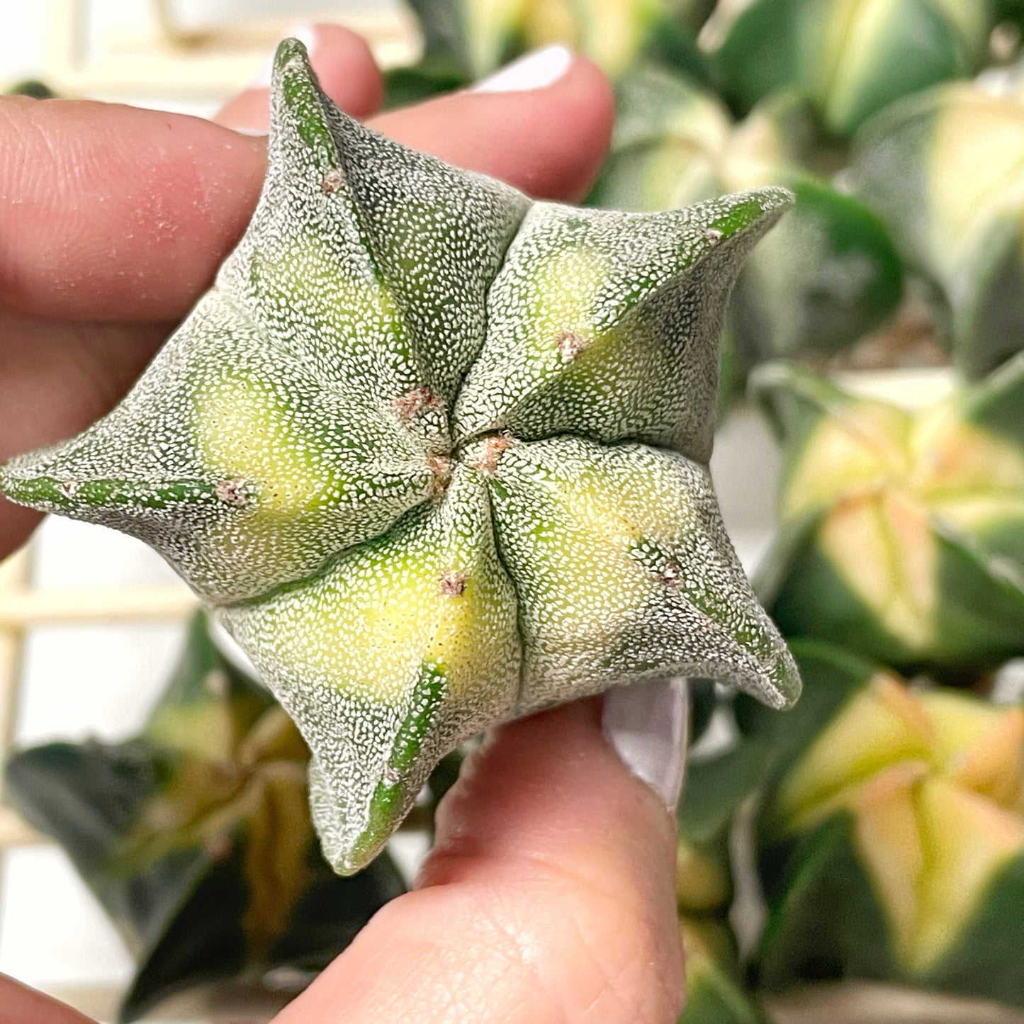Astrophytum Myriostigma Variegated – 0
