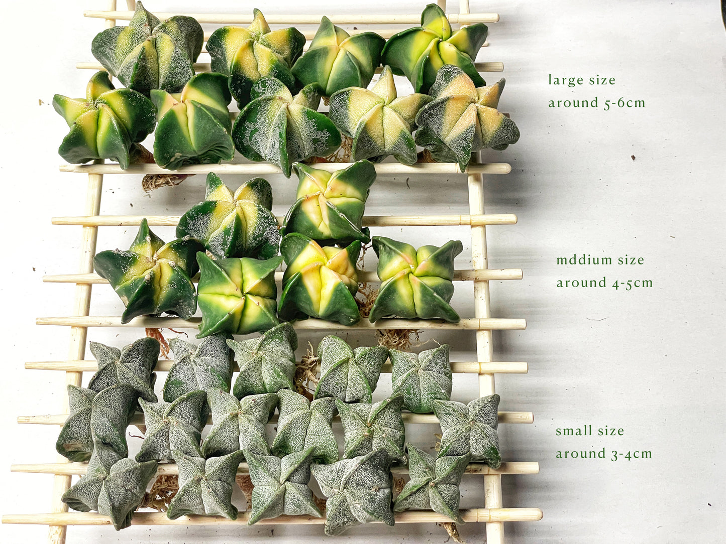 Astrophytum Myriostigma Variegated – 0
