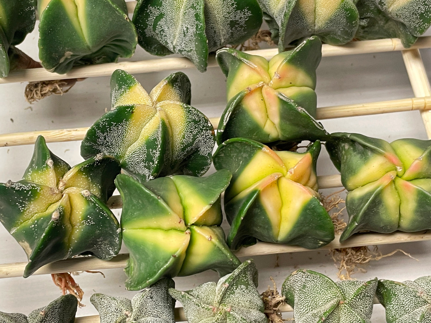 Astrophytum Myriostigma Variegated – 0
