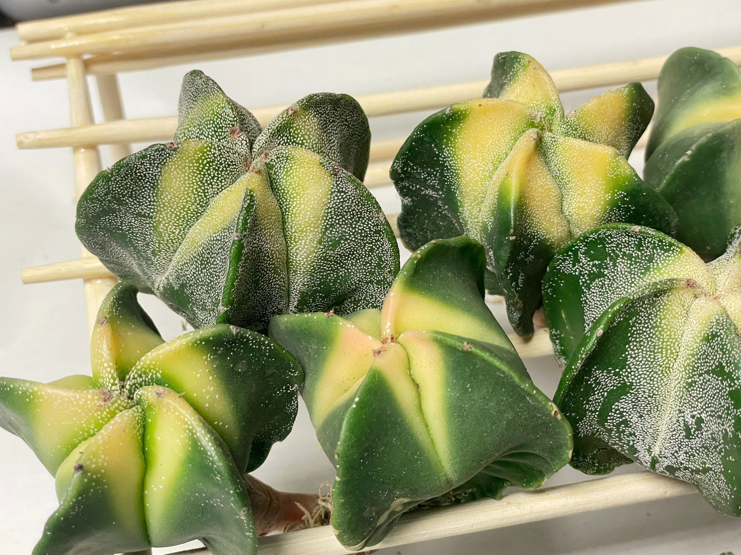 Astrophytum Myriostigma Variegated – 0