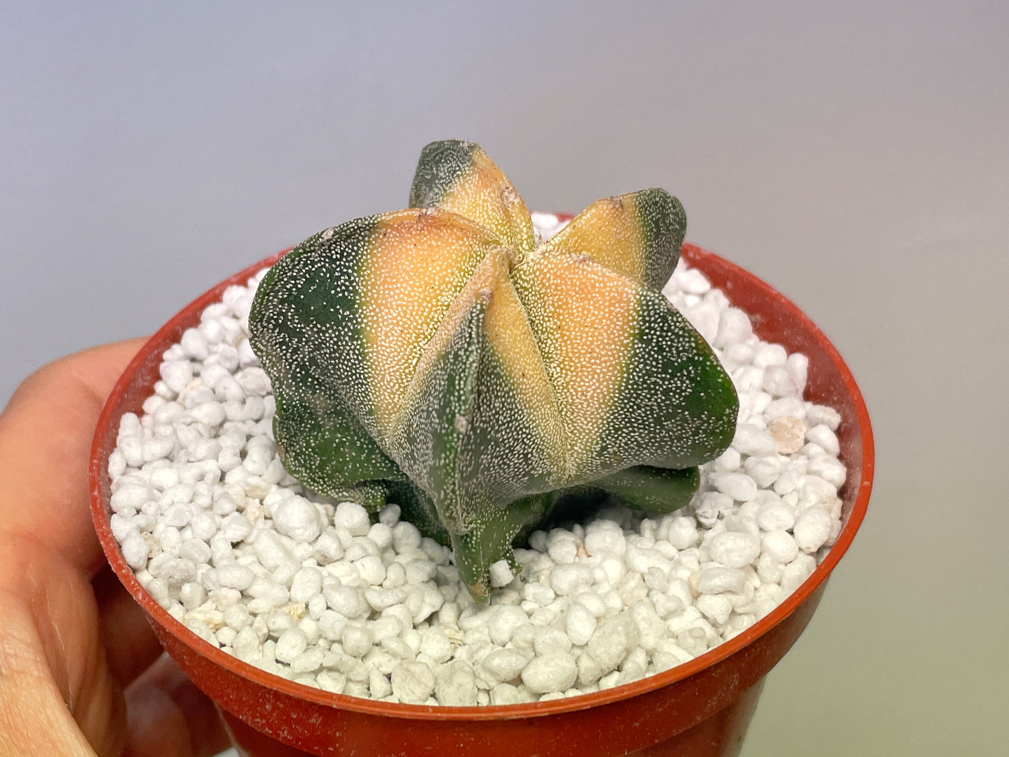 Astrophytum Myriostigma Variegated – 0