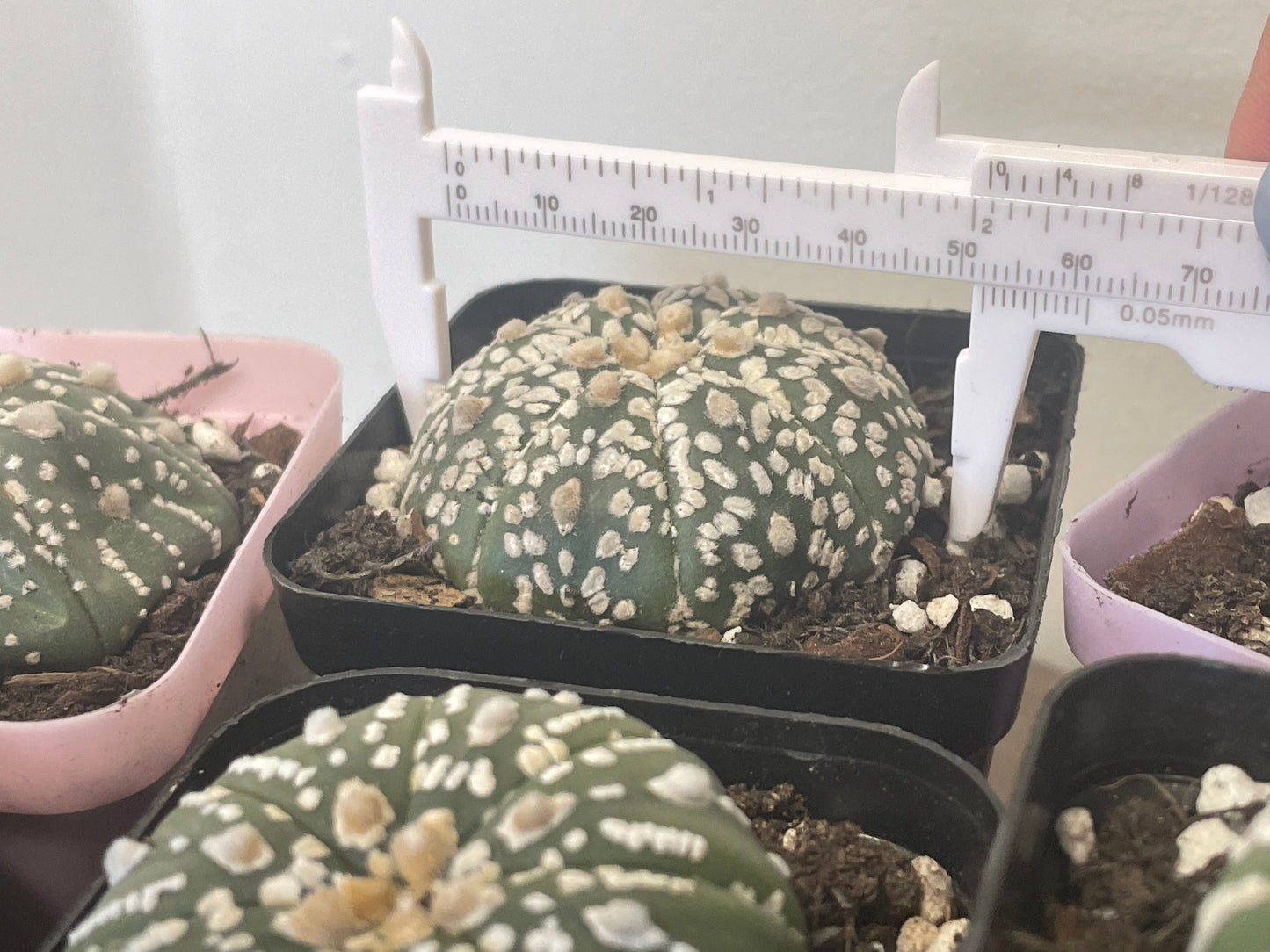 Astrophytum asterias, Sand Dollar Cactus - 0