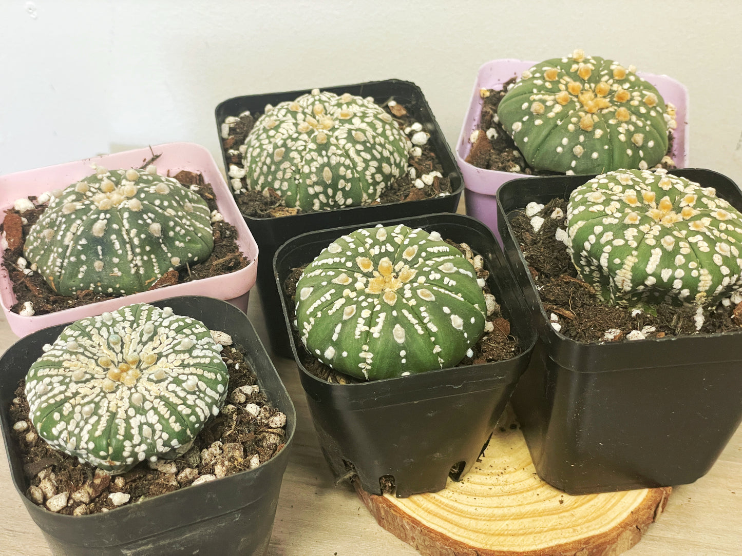 Astrophytum asterias, Sand Dollar Cactus - 0