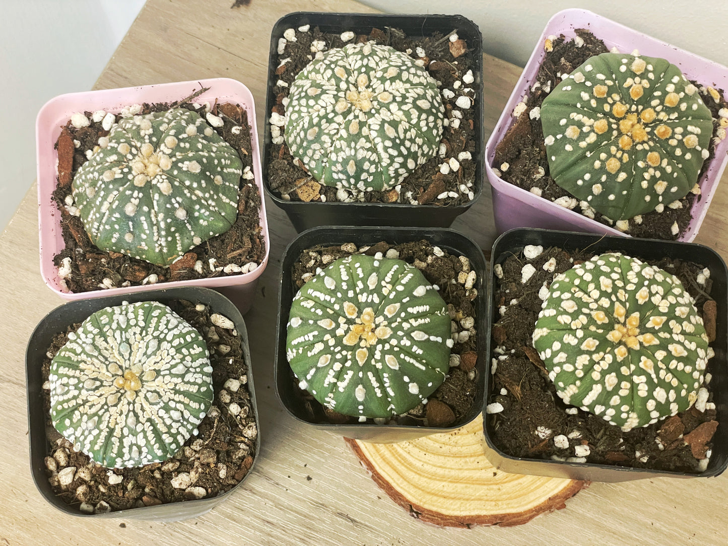 Astrophytum asterias, Sand Dollar Cactus - 0