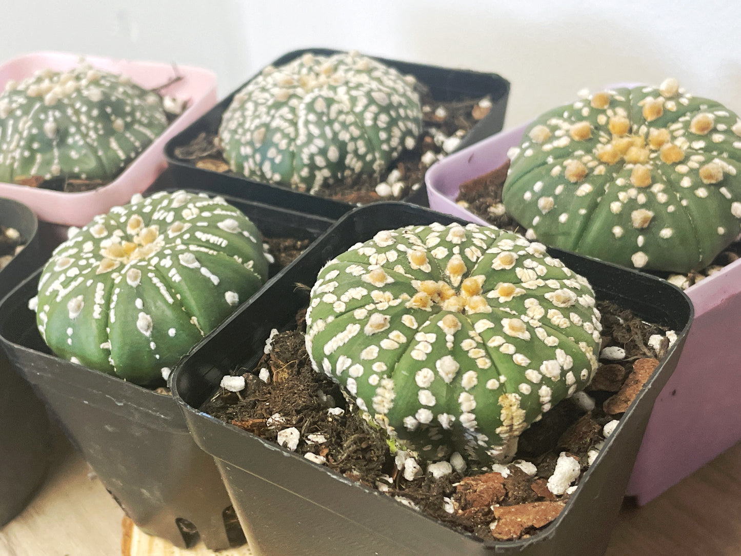 Astrophytum asterias, Sand Dollar Cactus - 0