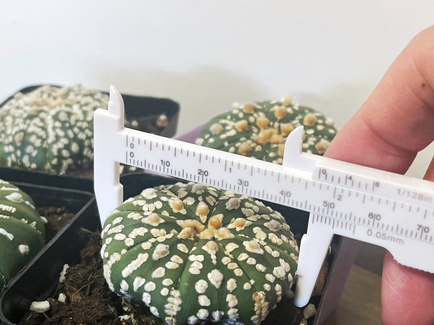 Astrophytum asterias, Sand Dollar Cactus - 0