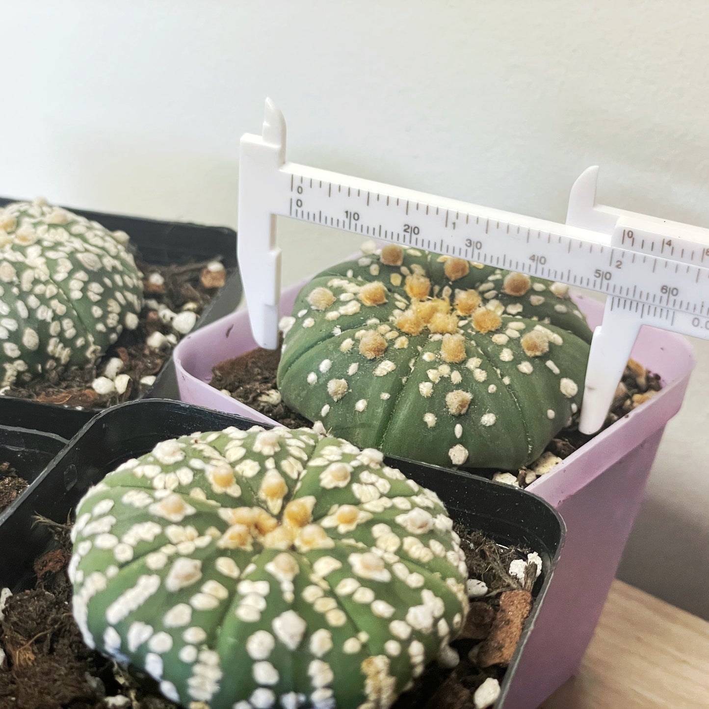 Astrophytum asterias, Sand Dollar Cactus - 0