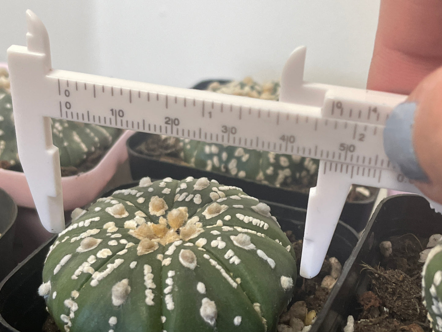 Astrophytum asterias, Sand Dollar Cactus - 0