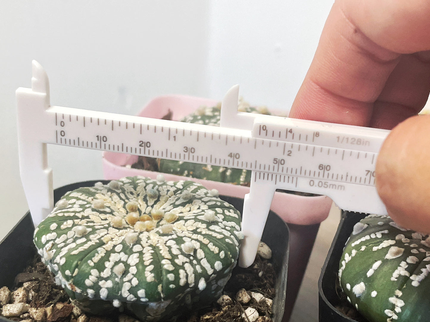 Astrophytum asterias, Sand Dollar Cactus - 0