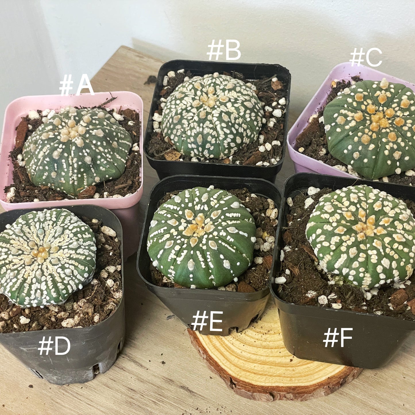 Astrophytum asterias, Sand Dollar Cactus - 0