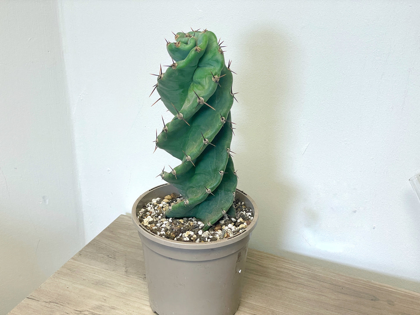Cereus Forbesii Spiralis - 0