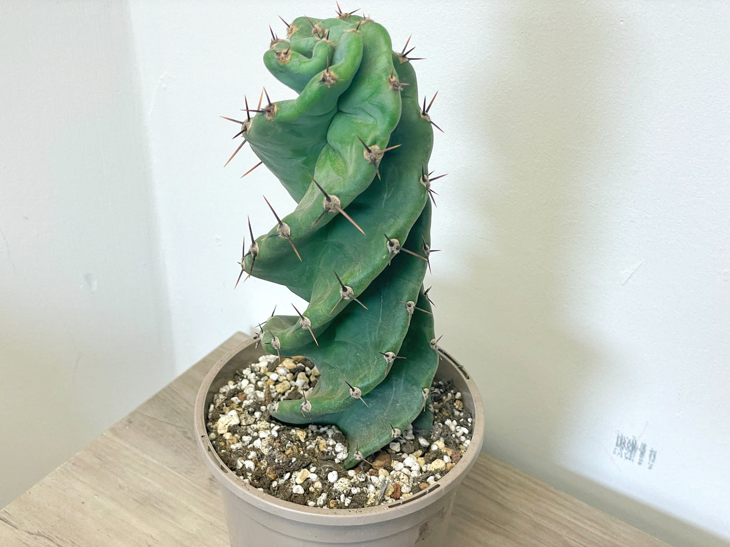 Cereus Forbesii Spiralis - 0