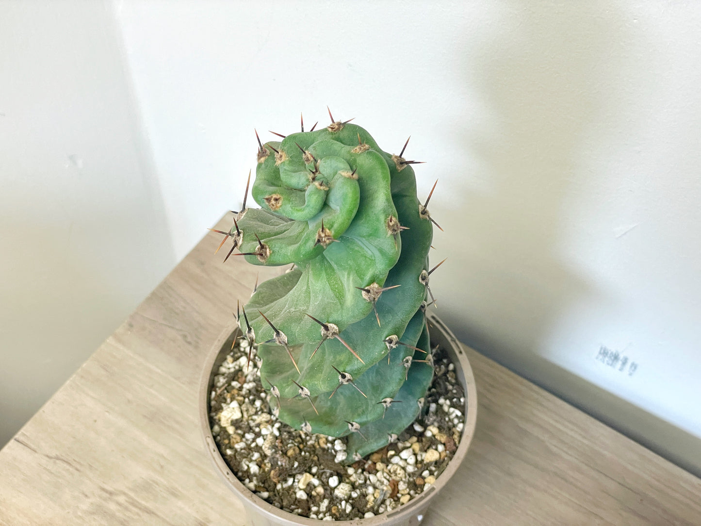 Cereus Forbesii Spiralis - 0