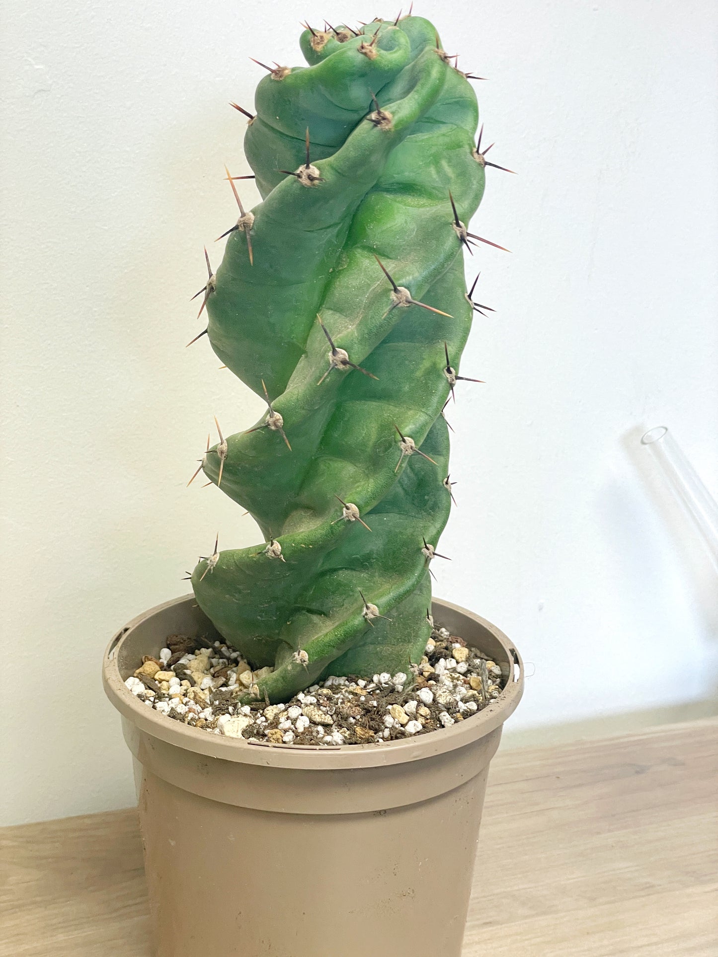 Cereus Forbesii Spiralis - 0