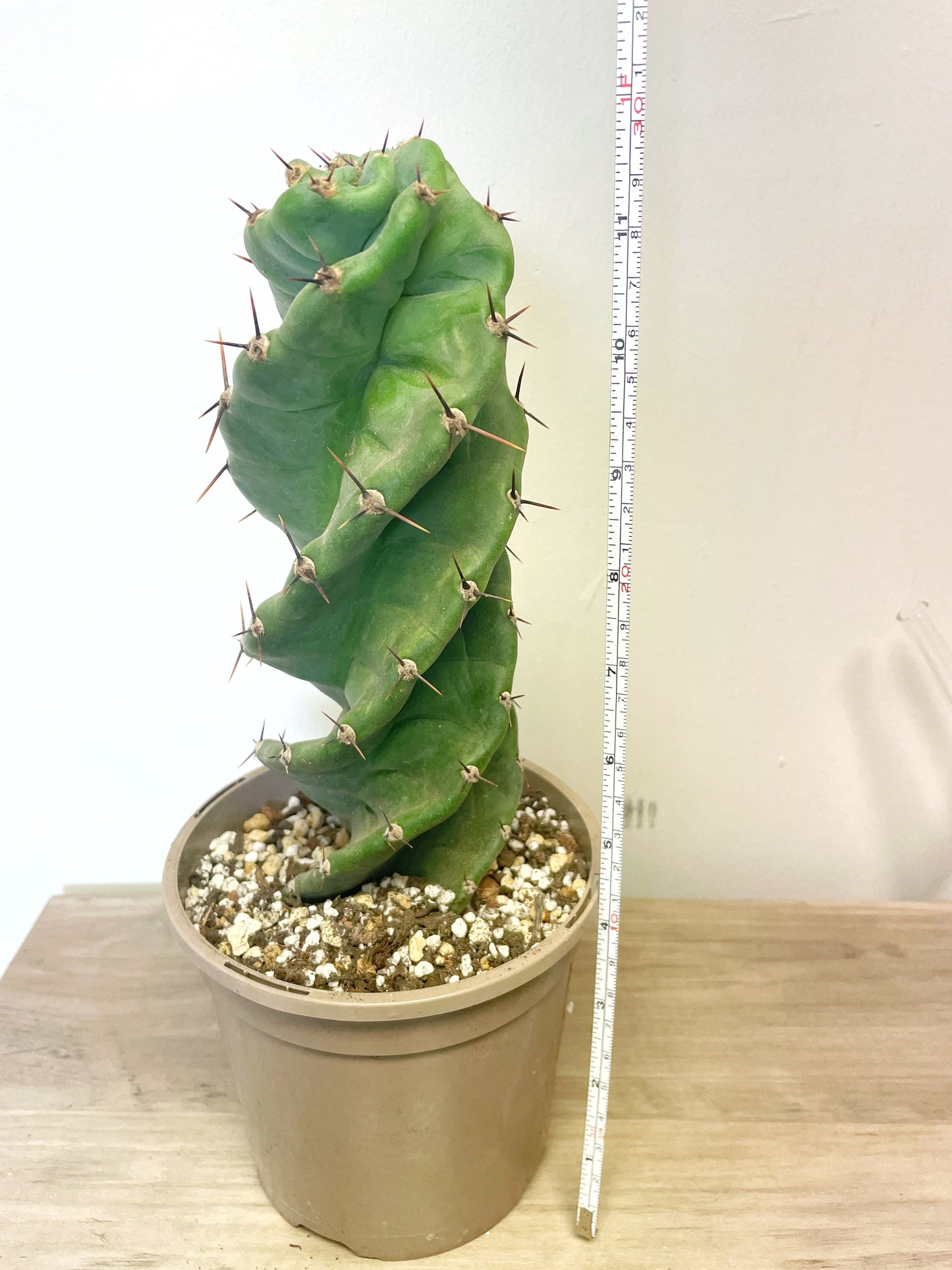 Cereus Forbesii Spiralis - 0