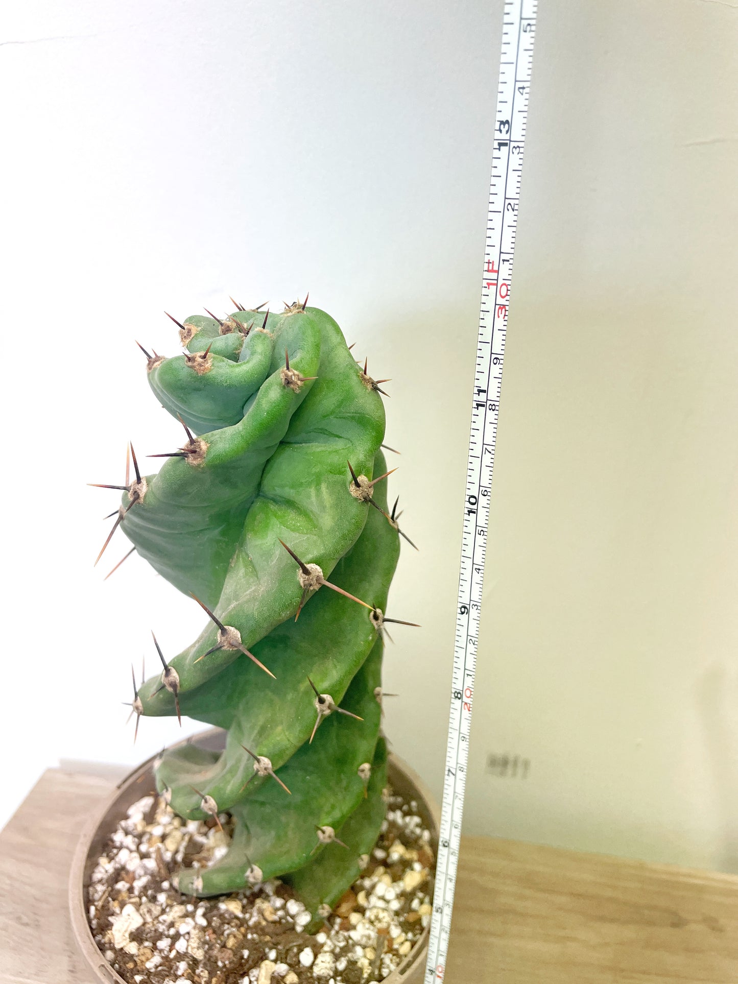 Cereus Forbesii Spiralis - 0