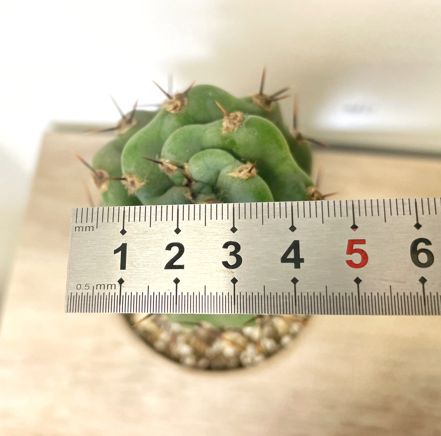 Cereus Forbesii Spiralis - 0