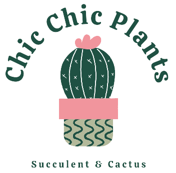 Chic Chic Plants | Colorful Lithops & Rare Collectible Succulents & Cacti