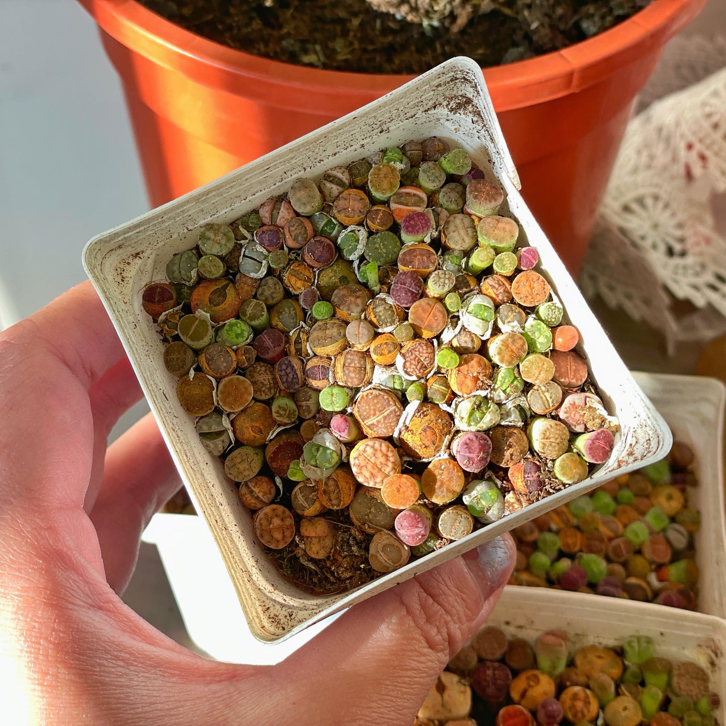Colourful Lithops - 0