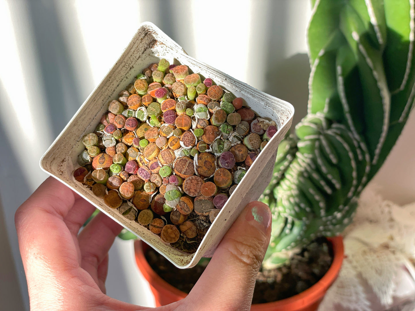Colourful Lithops - 01