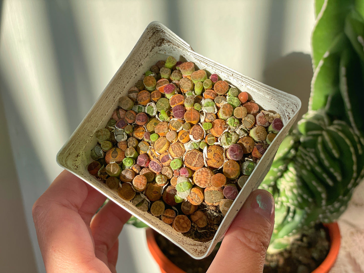 Colourful Lithops - 01