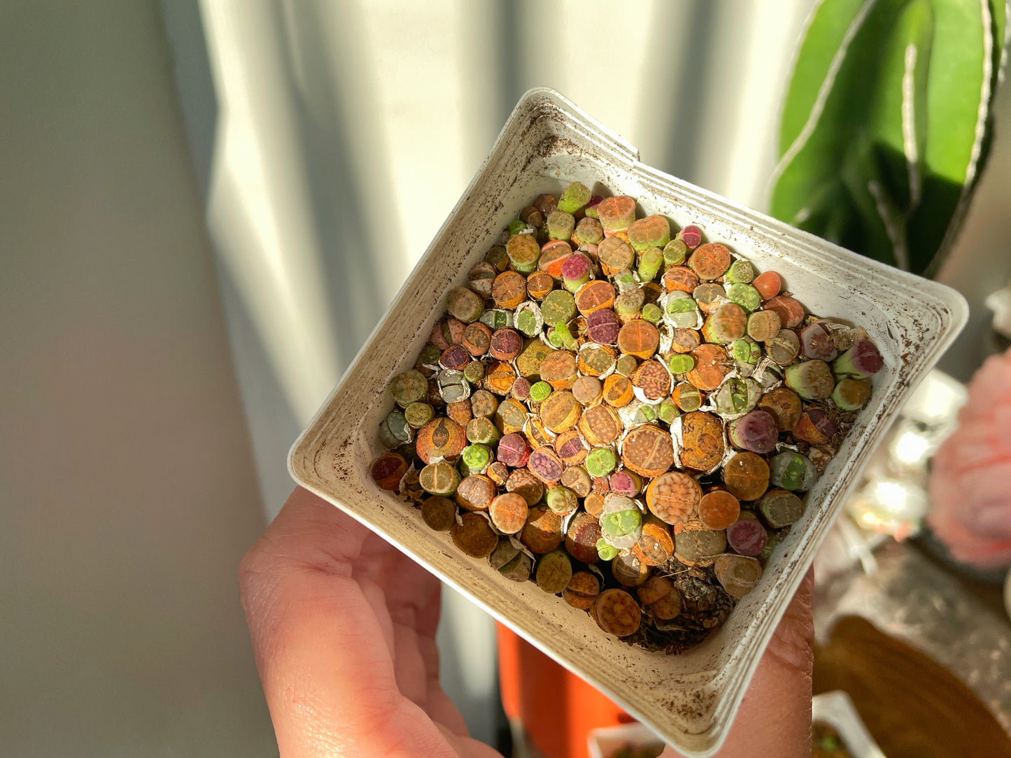 Colourful Lithops - 01