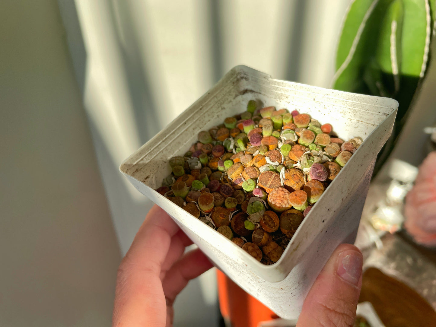 Colourful Lithops - 01