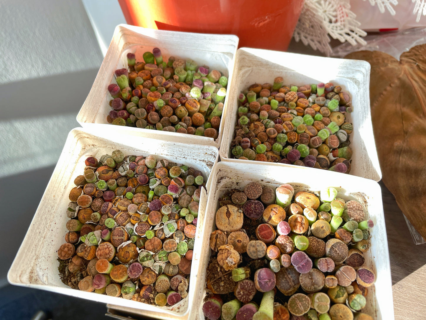 Colourful Lithops - 01