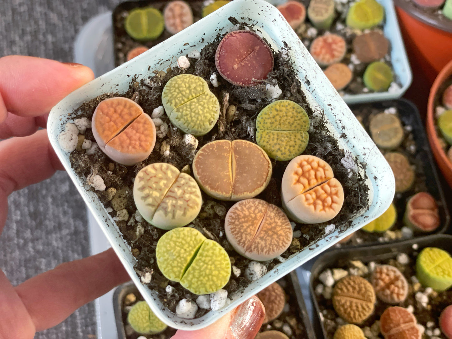 Colourful Lithops - 1