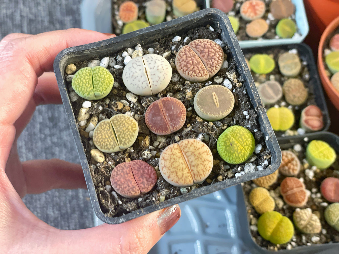 Colourful Lithops - 1