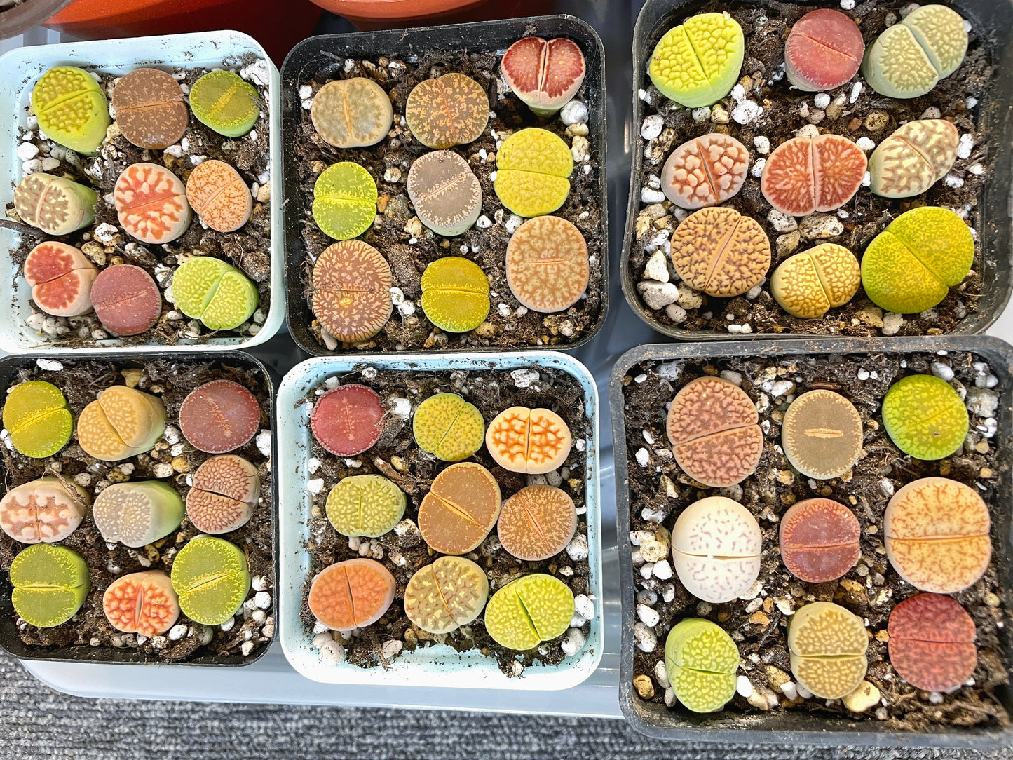 Colourful Lithops - 1