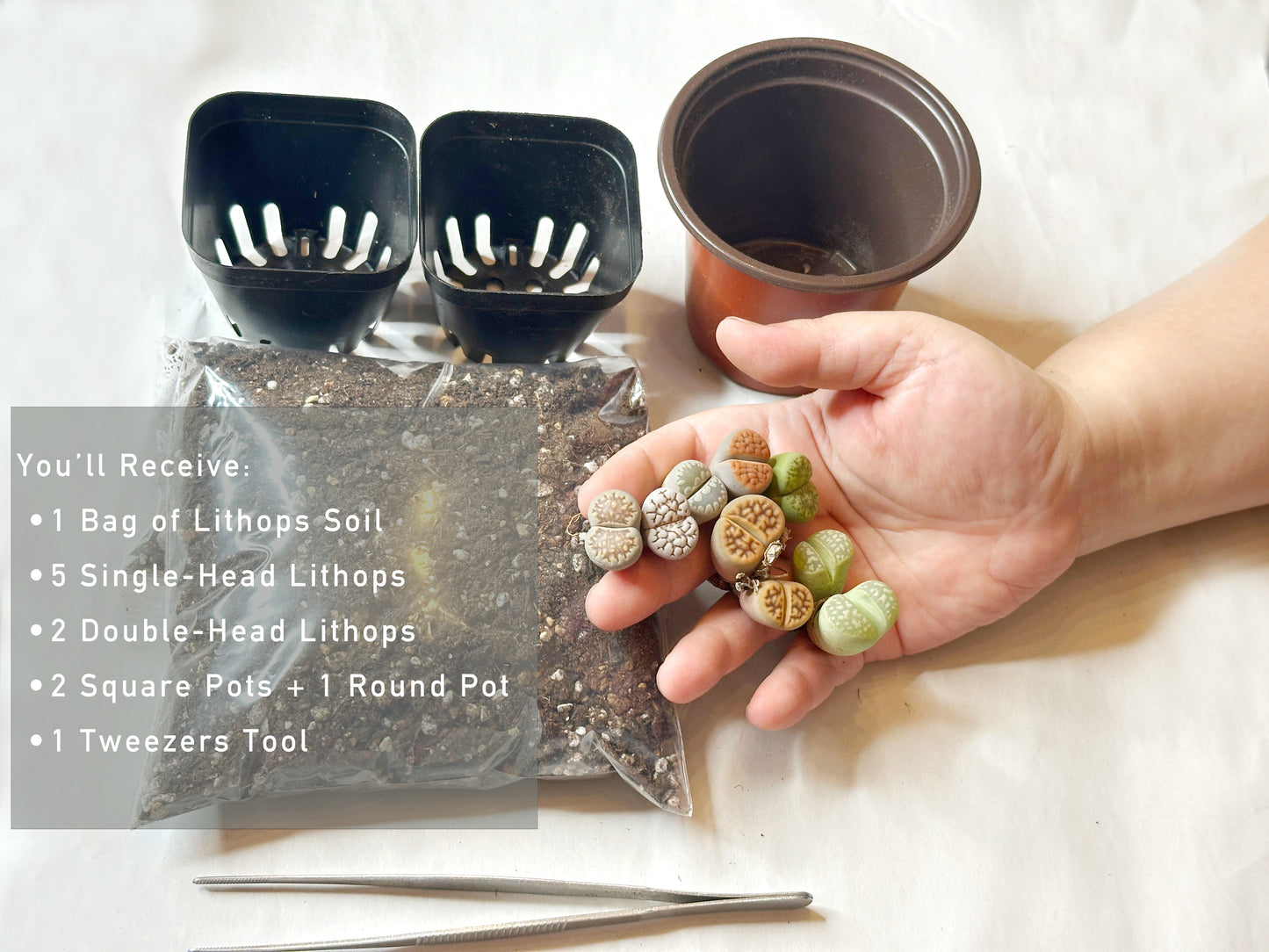 Colourful Lithops - New Starter Kit - 0