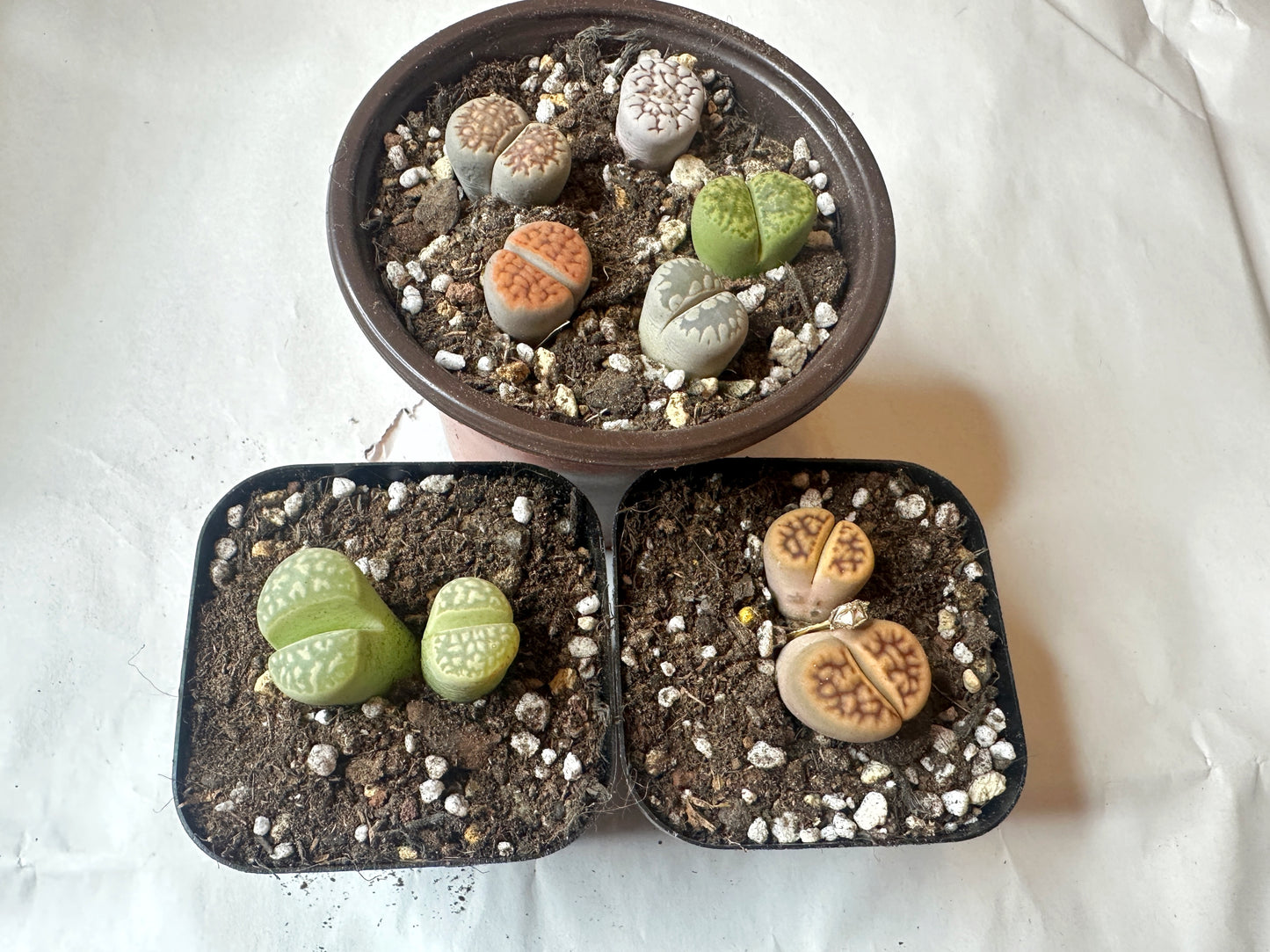 Colourful Lithops - New Starter Kit - 0
