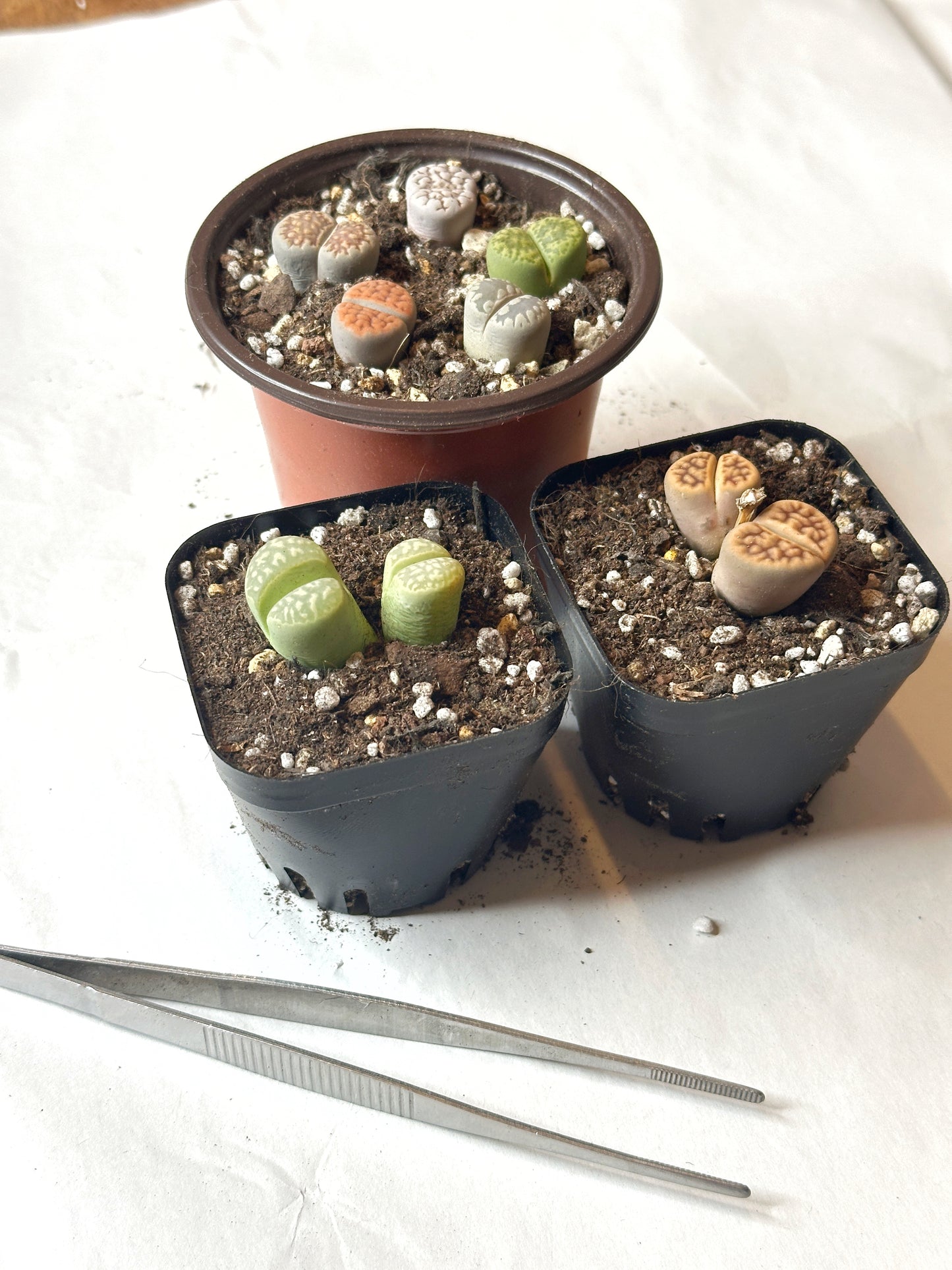 Colourful Lithops - New Starter Kit - 0