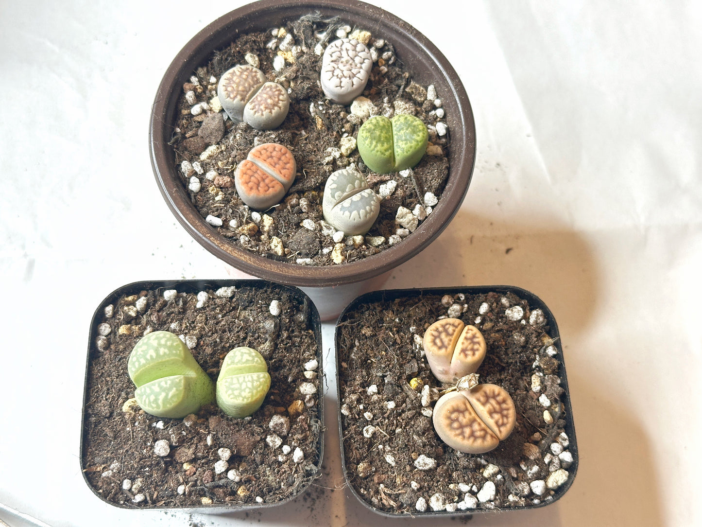 Colourful Lithops - New Starter Kit - 0