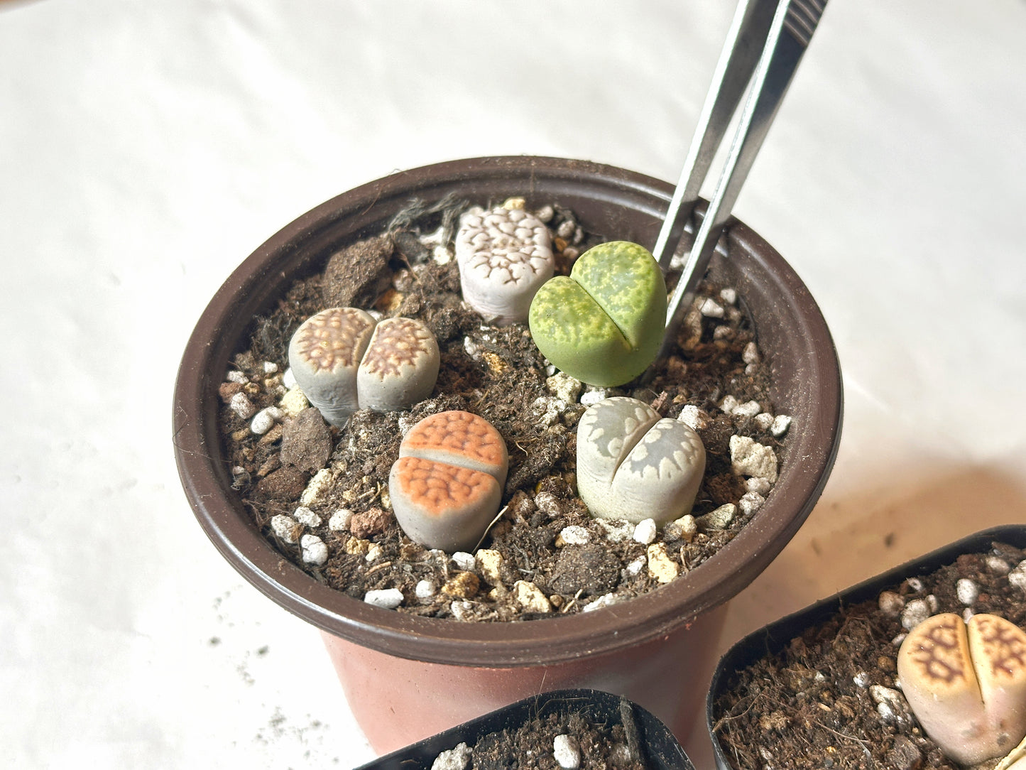 Colourful Lithops - New Starter Kit - 0