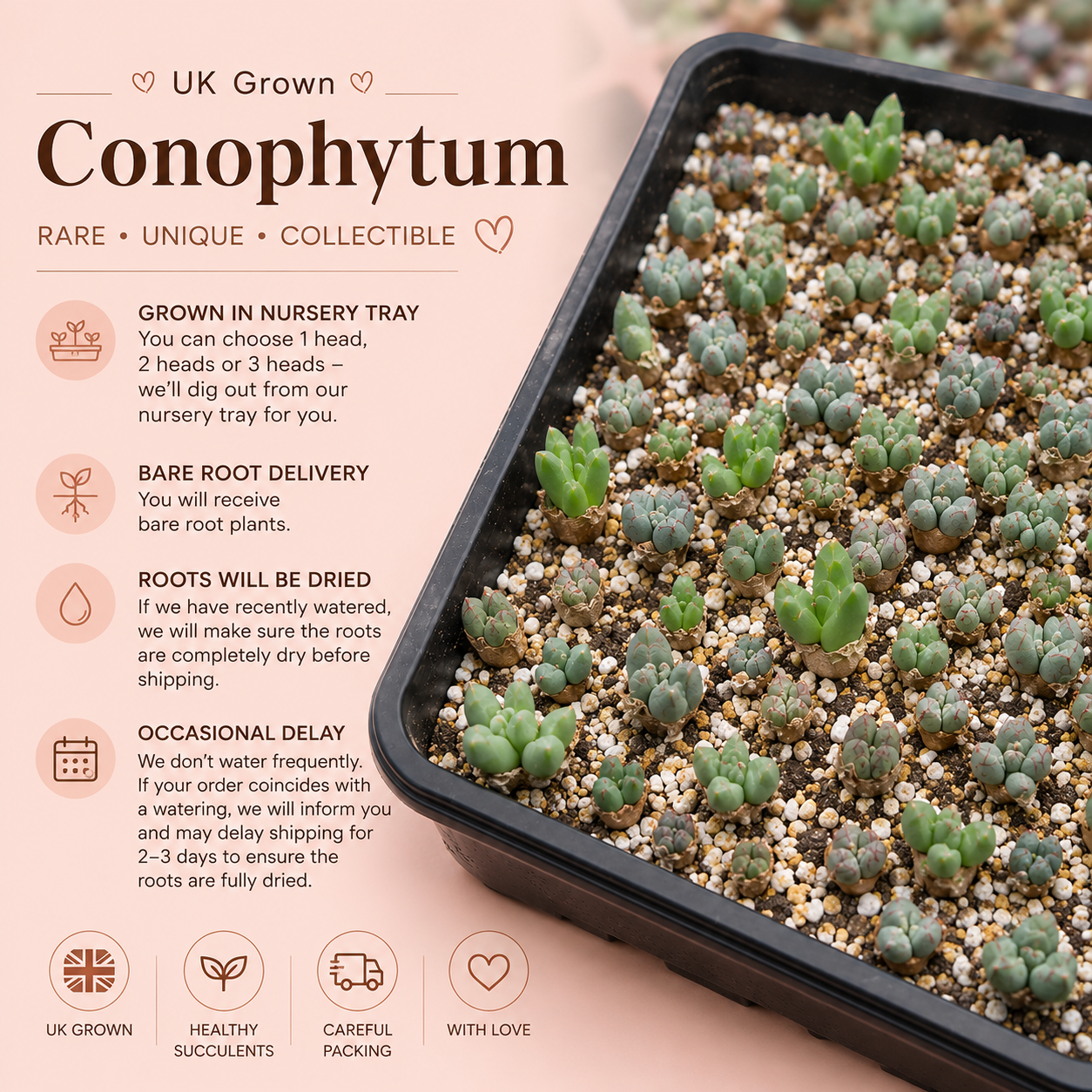 Conophytum bilobum Multi Head Living Stone Succulent Bare Root