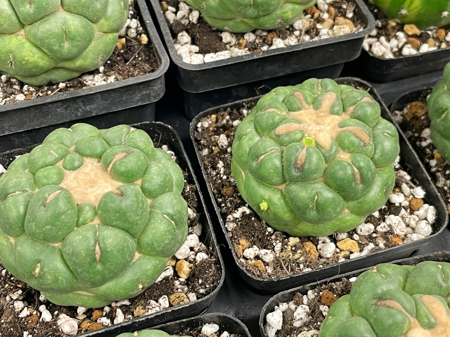 Coryphantha Elephantidens Spineless Cactus - 0
