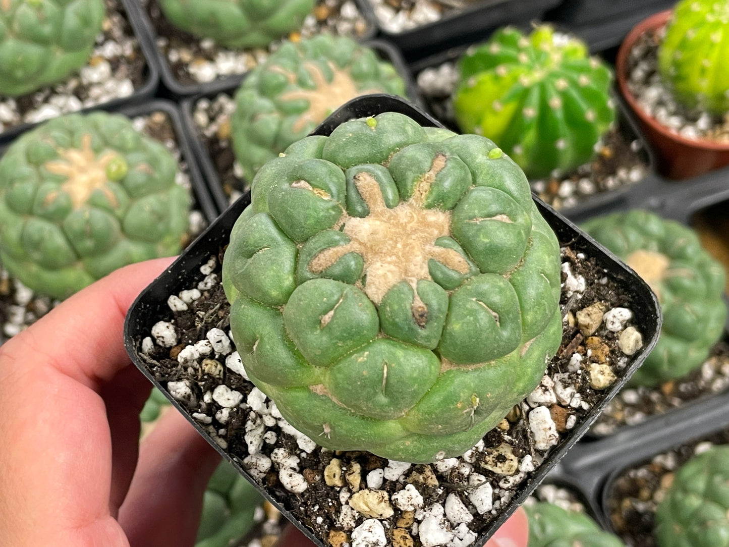 Coryphantha Elephantidens Spineless Cactus - 0