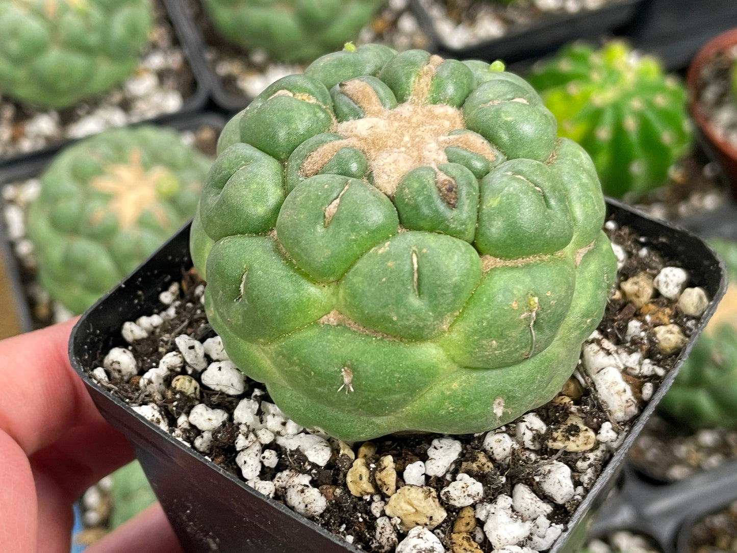 Coryphantha Elephantidens Spineless Cactus - 0