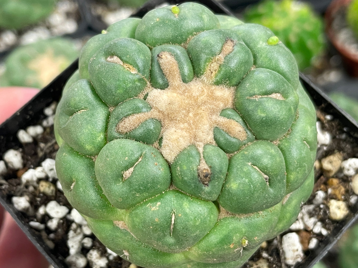 Coryphantha Elephantidens Spineless Cactus - 0