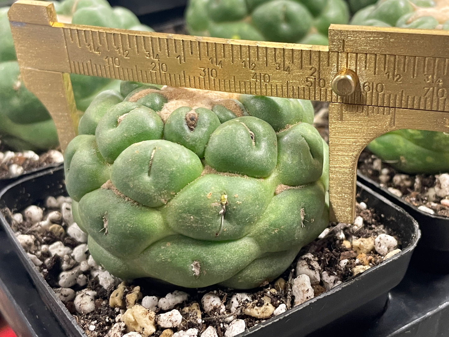 Coryphantha Elephantidens Spineless Cactus - 0