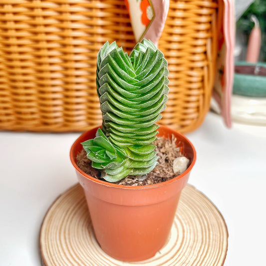 Crassula 'Buddha's Temple' - 0
