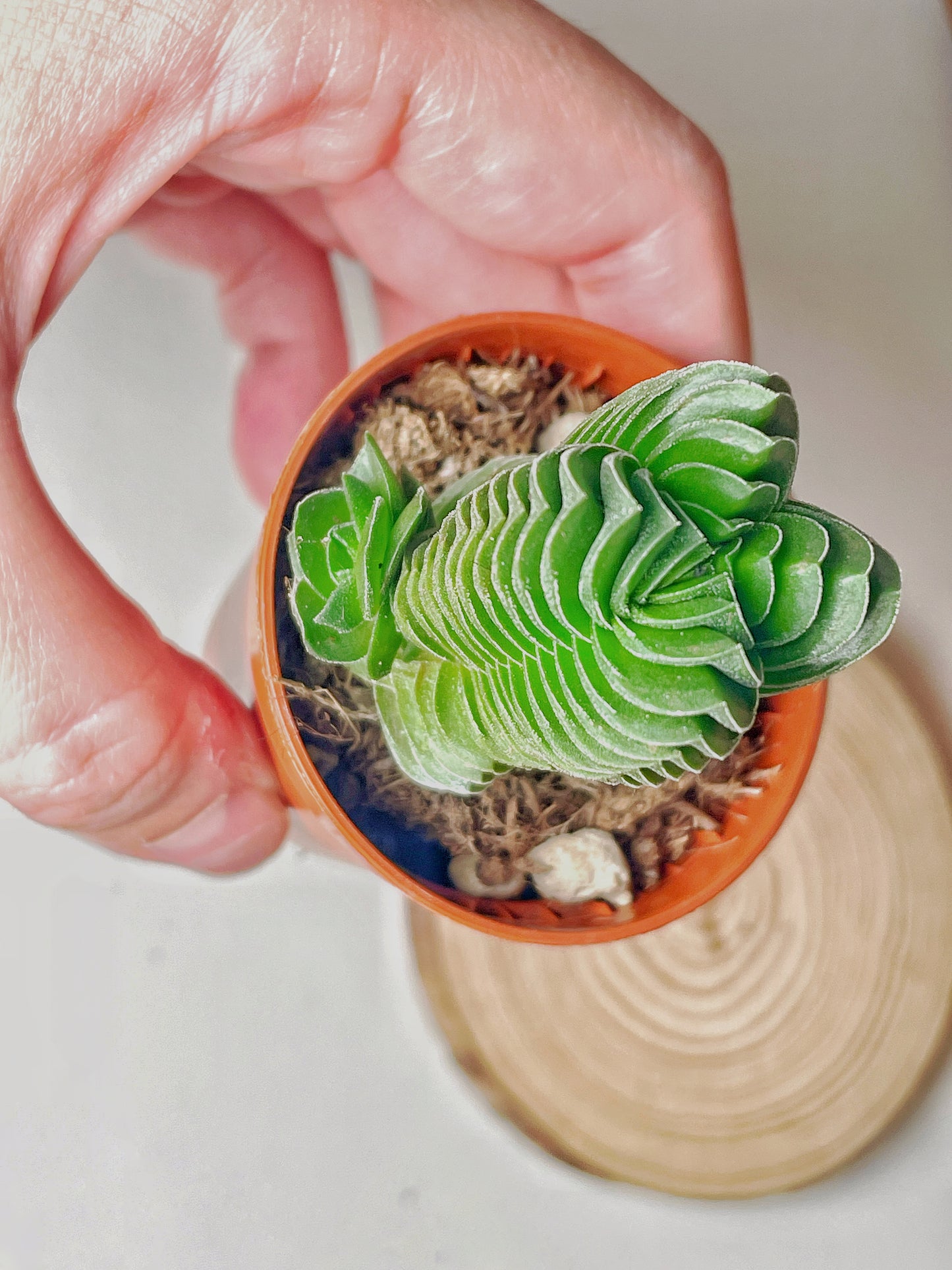 Crassula 'Buddha's Temple' - 0