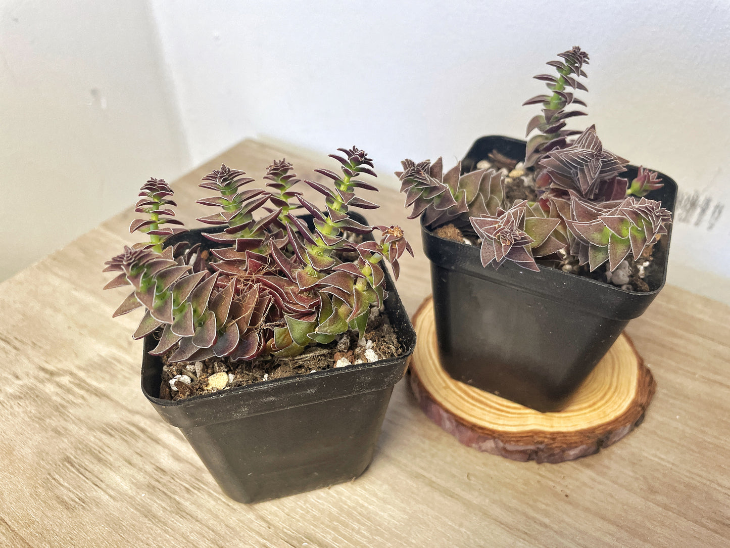 Crassula Pagoda Village - 0