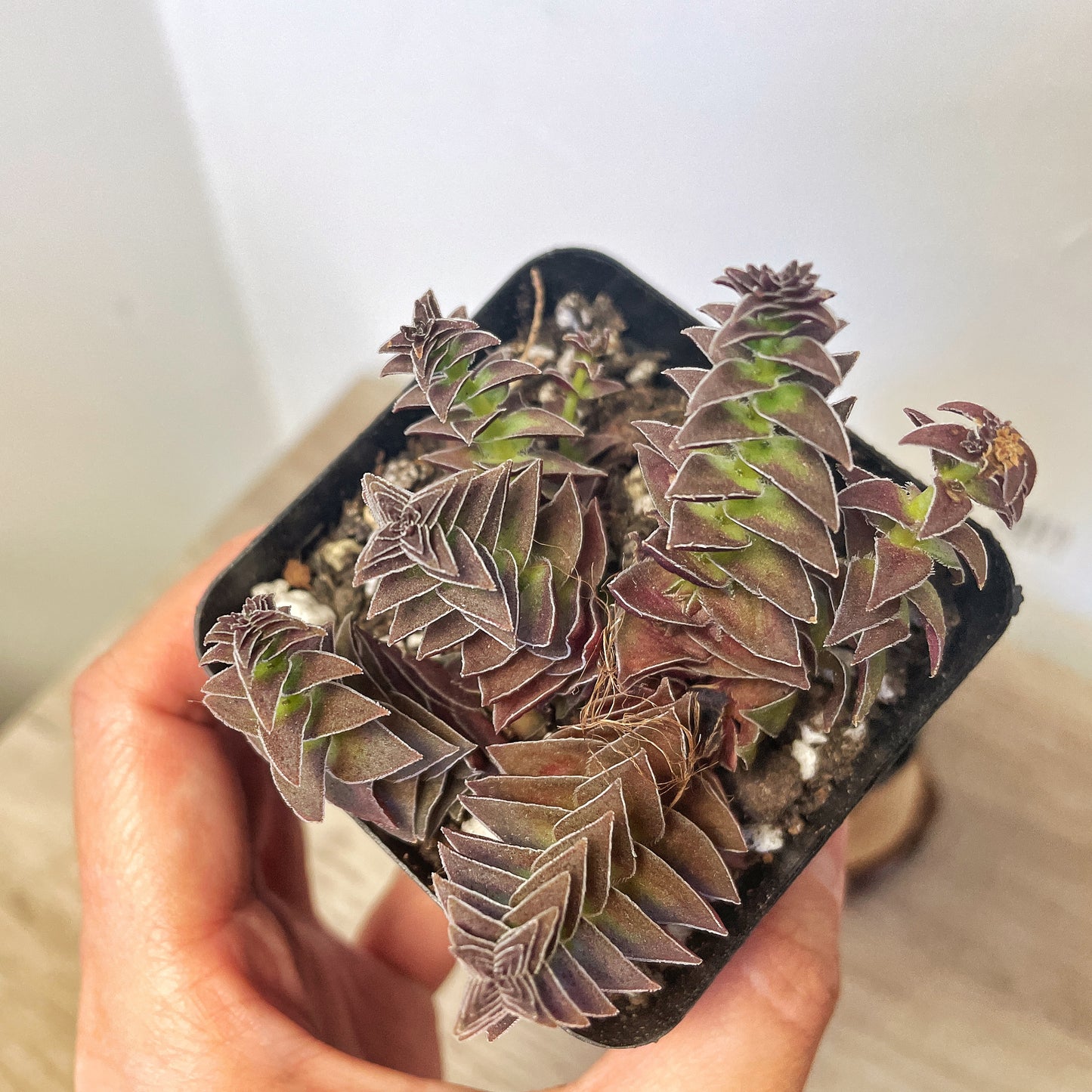 Crassula Pagoda Village - 0