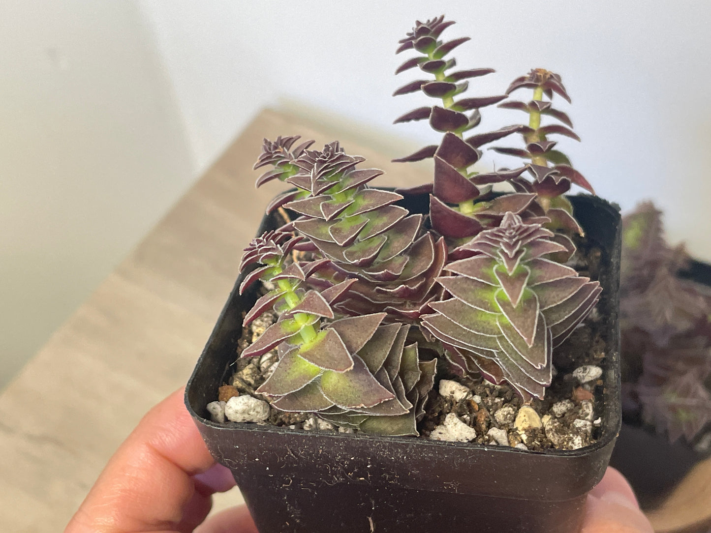 Crassula Pagoda Village - 0