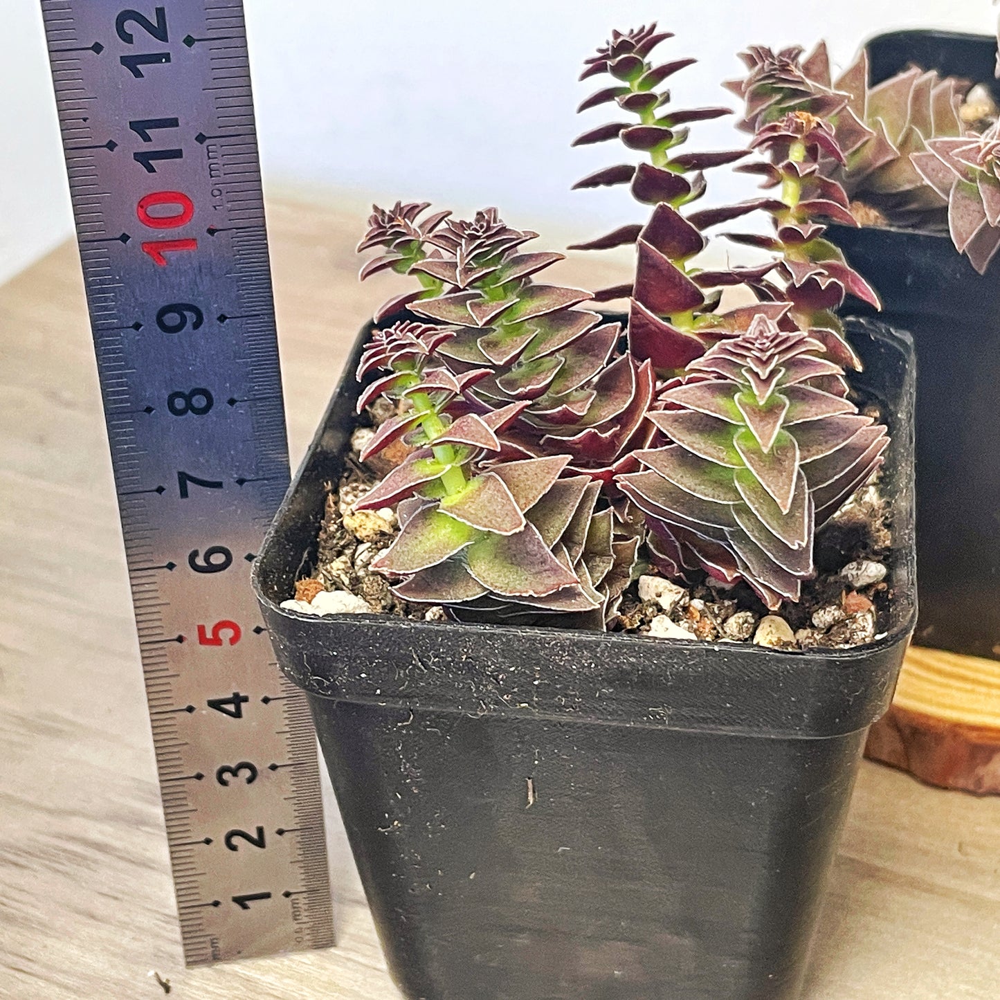 Crassula Pagoda Village - 0