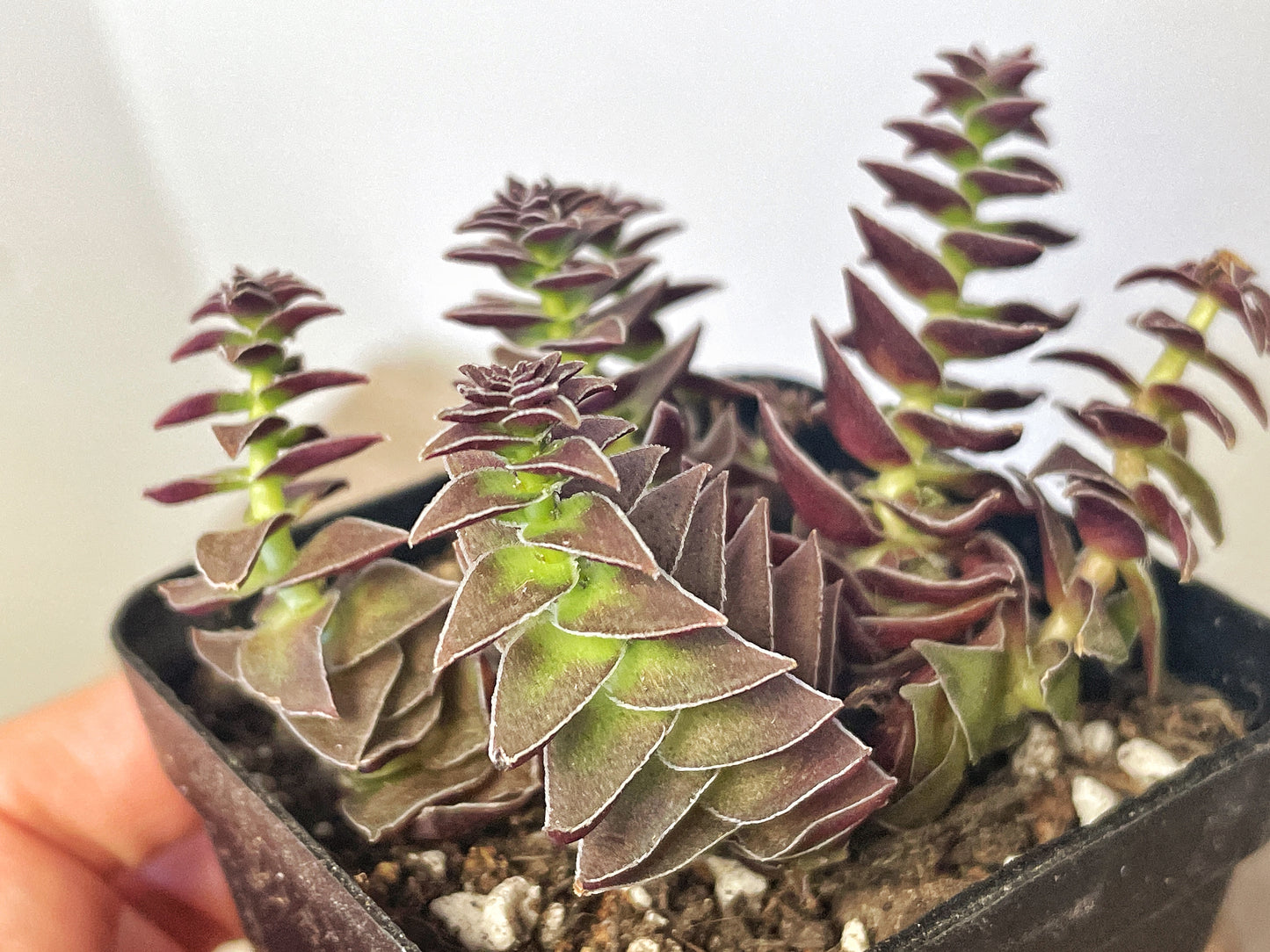 Crassula Pagoda Village - 0