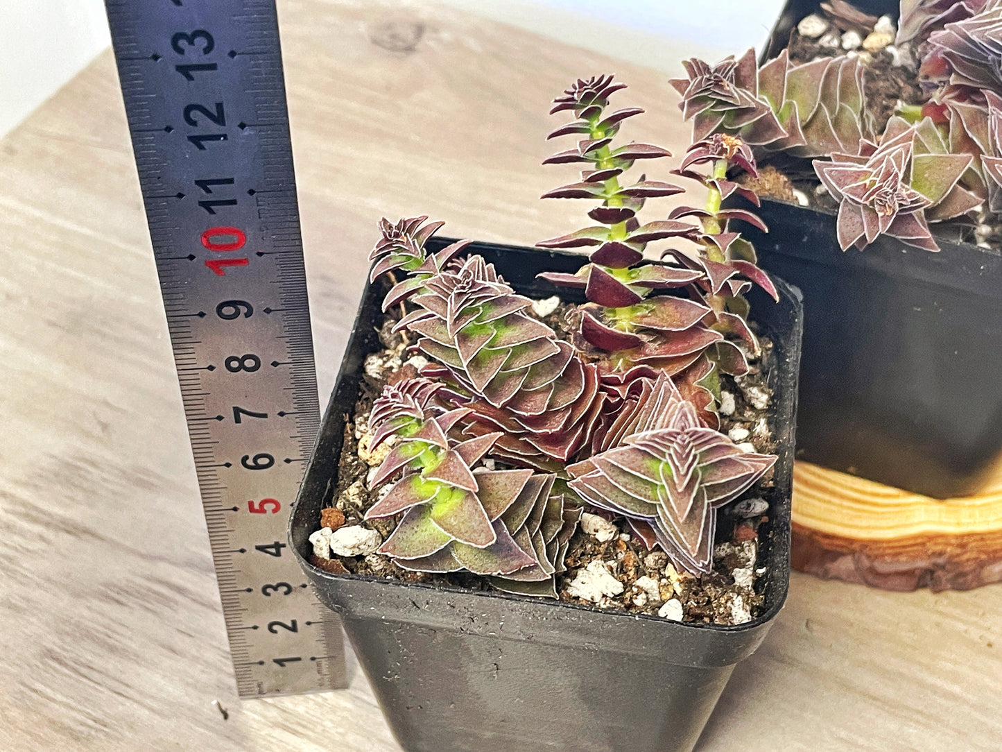 Crassula Pagoda Village - 0